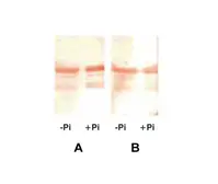 Anti-Cardiac Troponin I antibody [8E10] used in Western Blot (WB). GTX10232